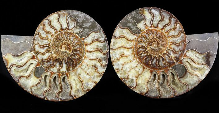 Cut & Polished Ammonite Fossil - Agatized #43638
